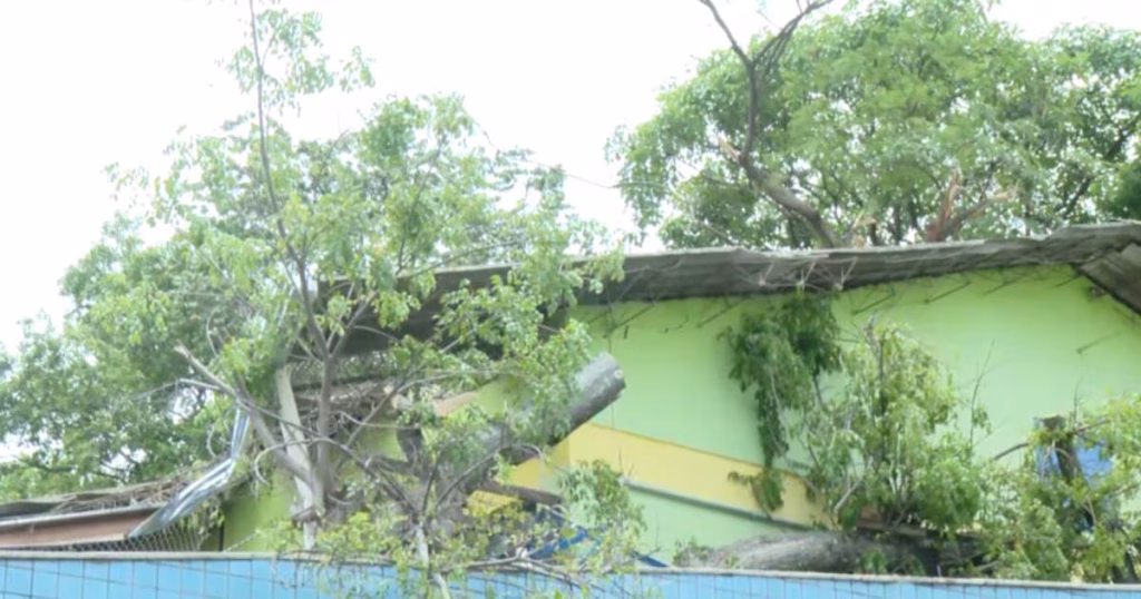 Árvore Desaba em Escola Infantil em Belo Horizonte: Sem Feridos e Serviços Mantidos Árvore Desaba em Escola Infantil em Belo Horizonte: Sem Feridos e Serviços Mantidos