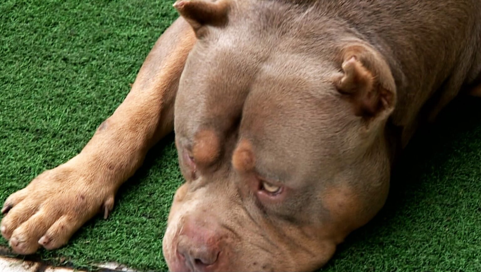 Criança de 5 Anos é Mordida por Pitbull da Família em Betim - Entenda o Caso