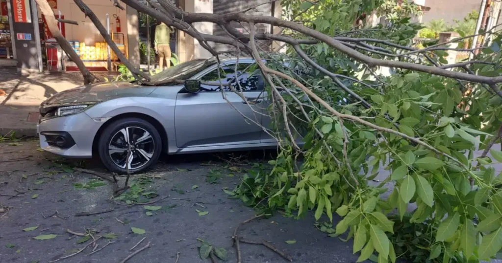 Galho de Árvore Cai em Carro no Centro de BH e Deixa Motorista em Sustos