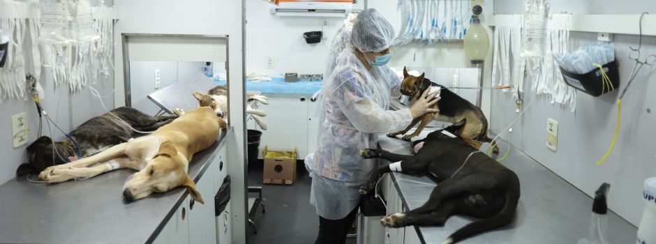 Minas Gerais Avança nas Políticas de Proteção à Fauna Doméstica em 2025 Minas Gerais Avança nas Políticas de Proteção à Fauna Doméstica em 2025