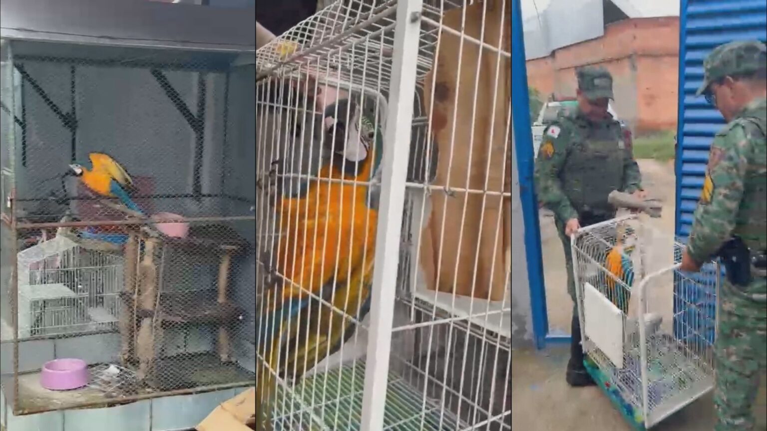 Aliado do Comando Vermelho é Capturado em Minas Gerais por Tráfico de Animais Silvestres