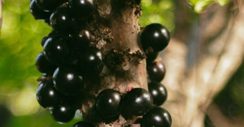 APL Jabuticaba de Cachoeira do Campo: Fortalecendo a Economia Local com a 'Pérola Negra'