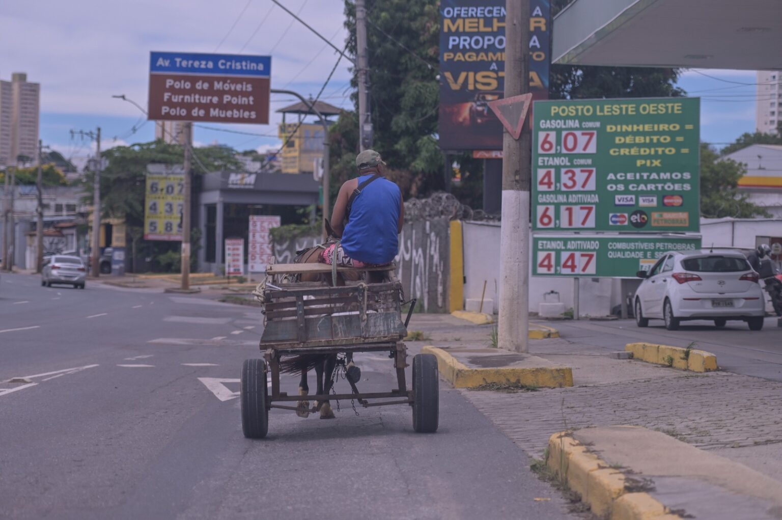 Belo Horizonte: Proibição de Tração Animal Sem Apoio aos Carroceiros Pode Gerar Crise Belo Horizonte: Proibição de Tração Animal Sem Apoio aos Carroceiros Pode Gerar Crise
