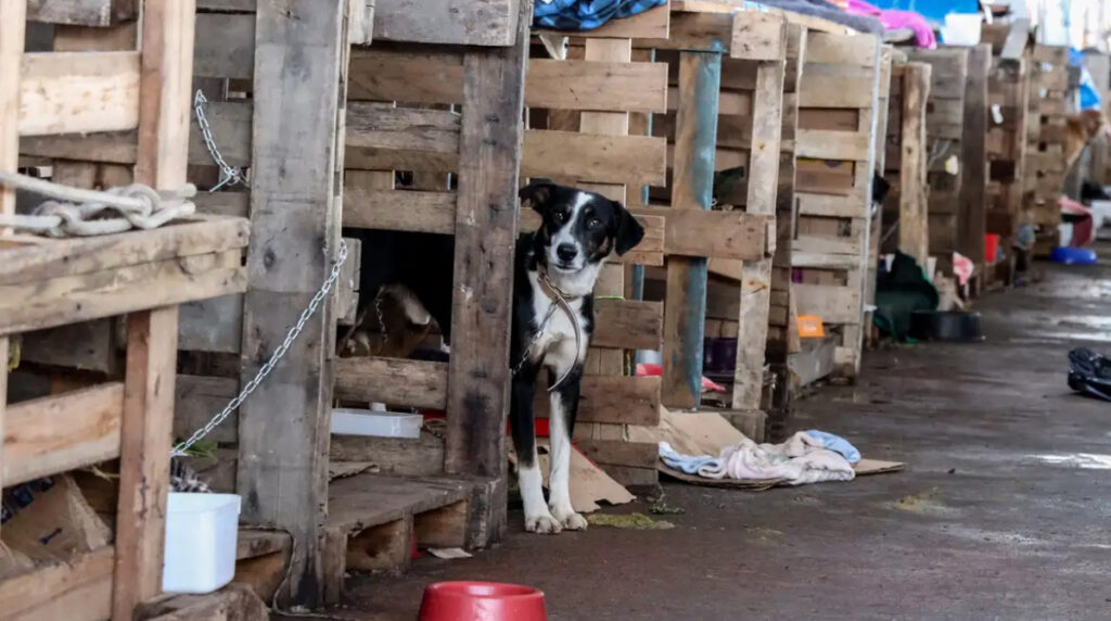 BH Cria Abrigo para Animais de Pessoas em Situação de Rua: Uma Nova Esperança