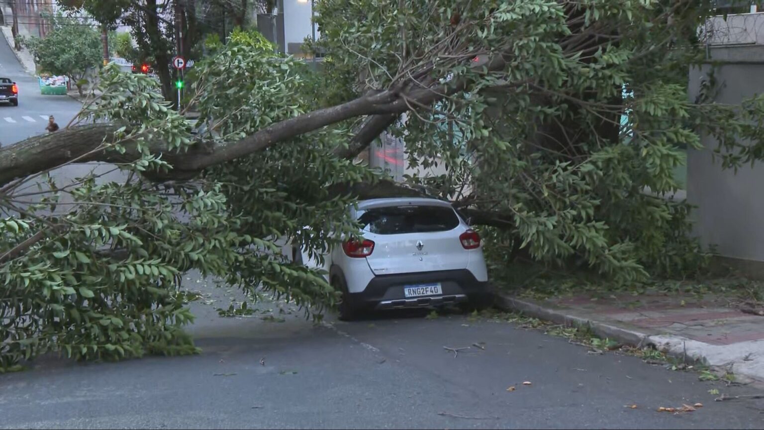Chuva e Vento Forte Causam Quedas de Árvores em Belo Horizonte no Primeiro Dia do Ano Chuva e Vento Forte Causam Quedas de Árvores em Belo Horizonte no Primeiro Dia do Ano