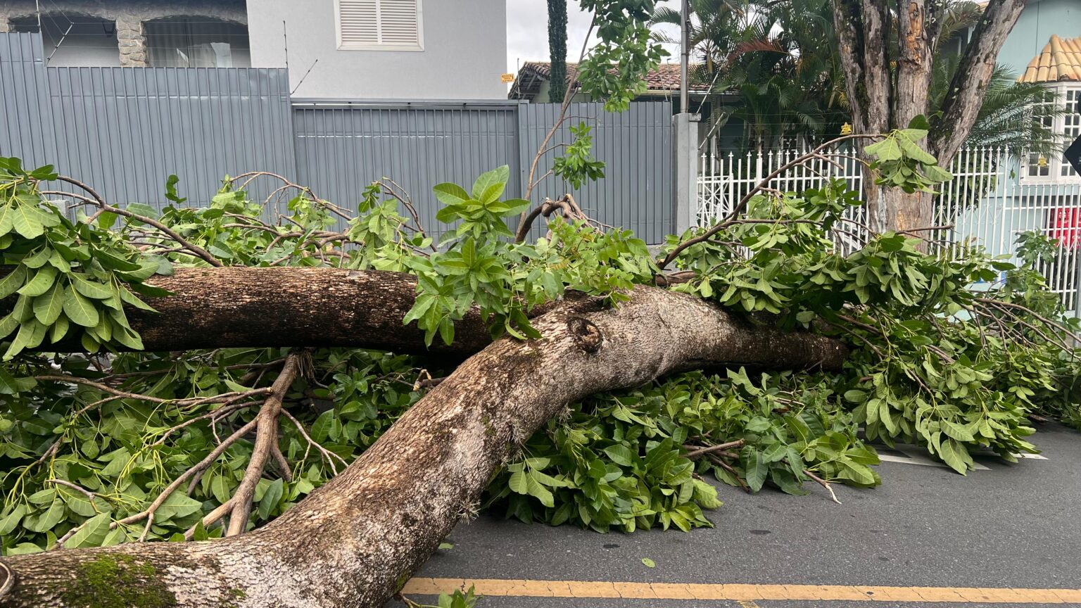 Chuva em MG: 45 Árvores Caem em 24 Horas e Causam Transtornos