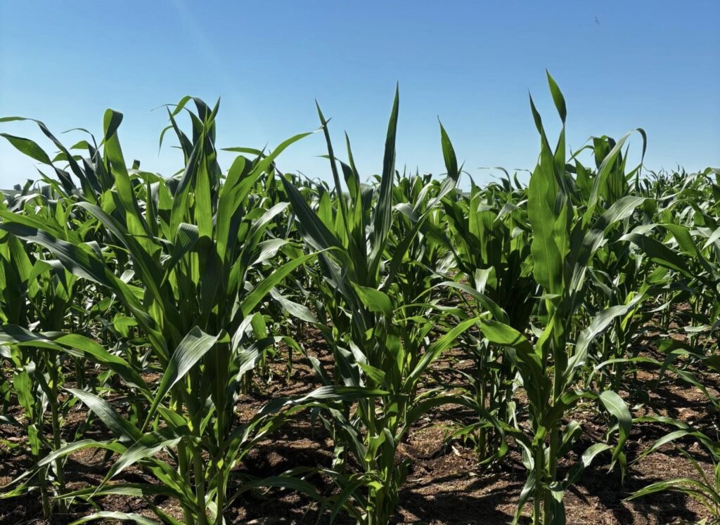 Chuvas e Calor: Fatores Favoráveis para o Cultivo de Milho e Soja em Alegrete