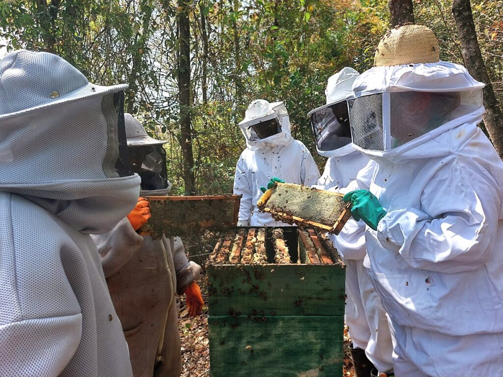 Emater-MG Lança Cartilha com Boas Práticas para Processamento do Mel