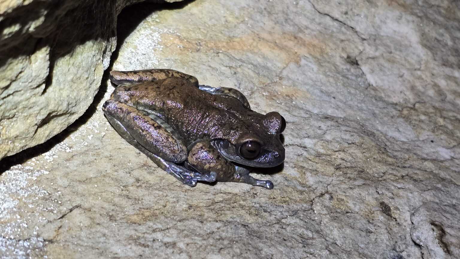 Estudo na Serra do Espinhaço Identifica Novas Espécies de Anfíbios em Cavernas
