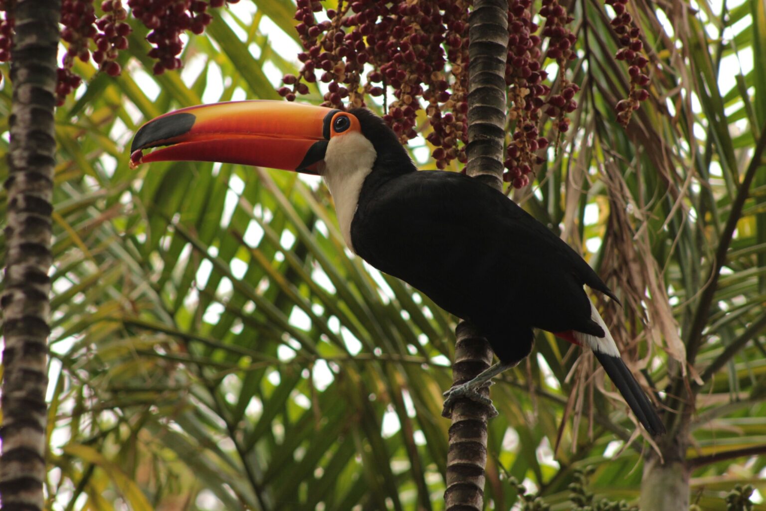 Estudo Revela Impacto das Áreas Verdes na Diversidade de Aves em Belo Horizonte