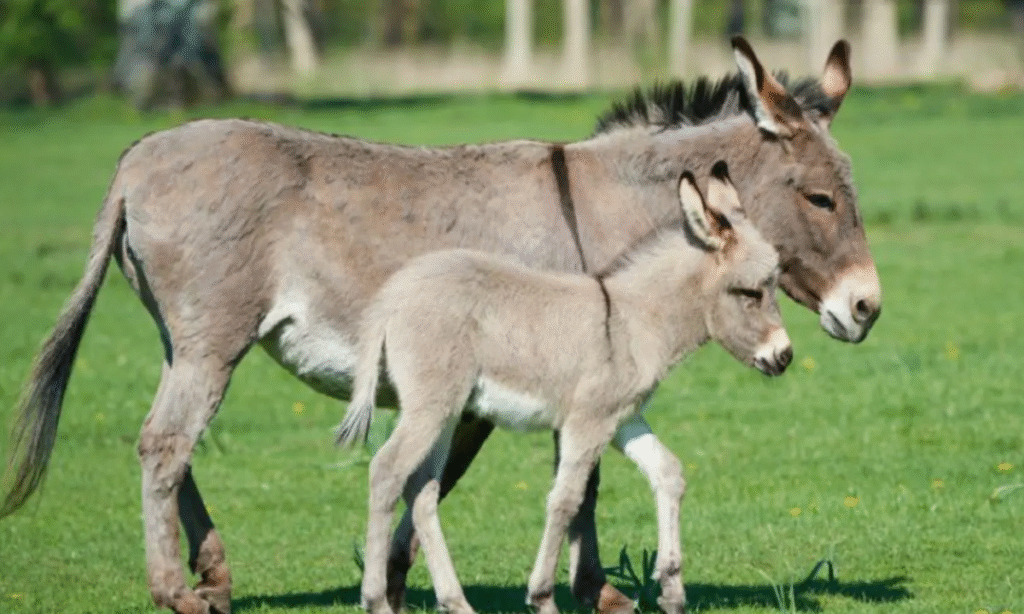 Inovação da UFPR Pode Proteger Jumentos da Extinção com Colágeno Sustentável Inovação da UFPR Pode Proteger Jumentos da Extinção com Colágeno Sustentável