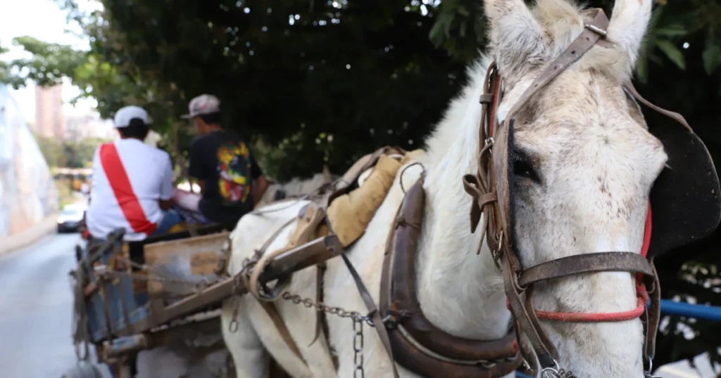 Justiça de Minas Gerais Suspende Multa para Carroceiros em Belo Horizonte Justiça de Minas Gerais Suspende Multa para Carroceiros em Belo Horizonte