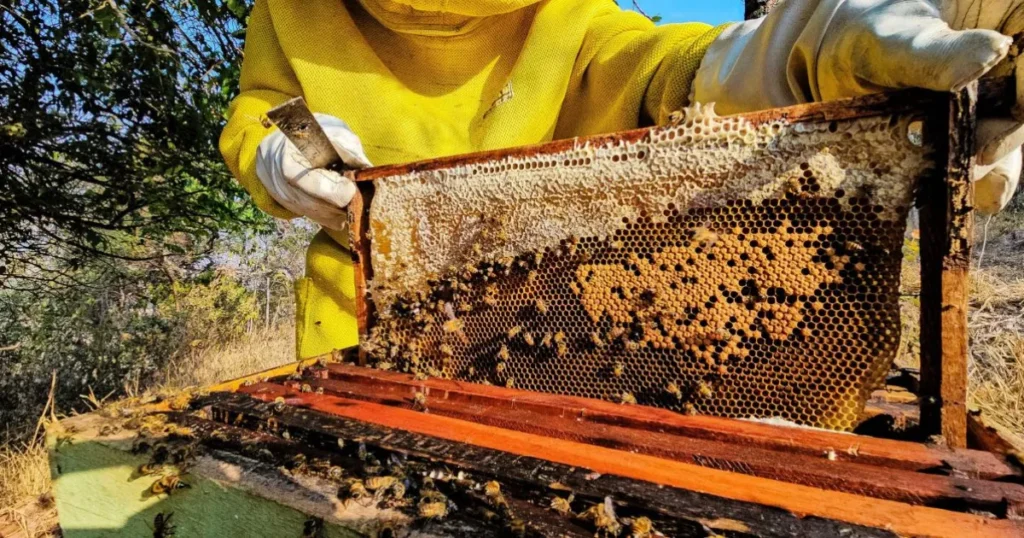 Minas Gerais Expande Arranjos Produtivos Locais para Impulsionar a Economia