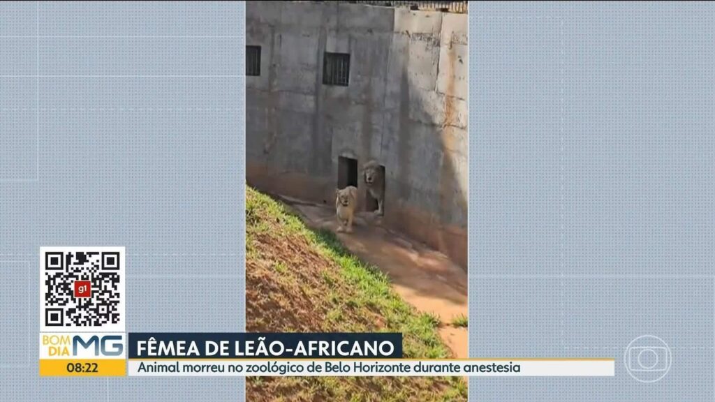 Morte de Leoa e Chimpanzé no Zoo de BH: Investigação Revela Doenças Anteriores