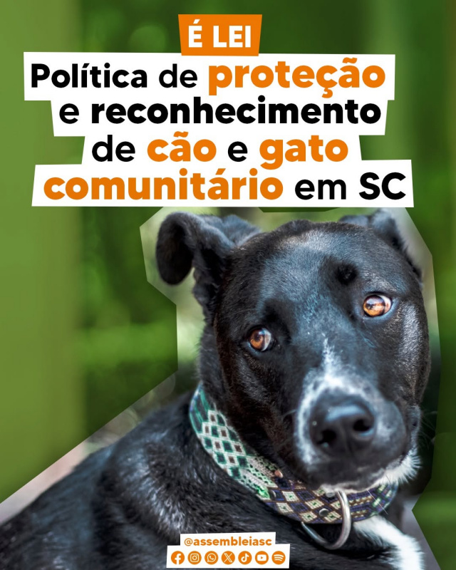 Nova Lei Protege Animais Comunitários na Rua e Reforça Cuidado da População Nova Lei Protege Animais Comunitários na Rua e Reforça Cuidado da População