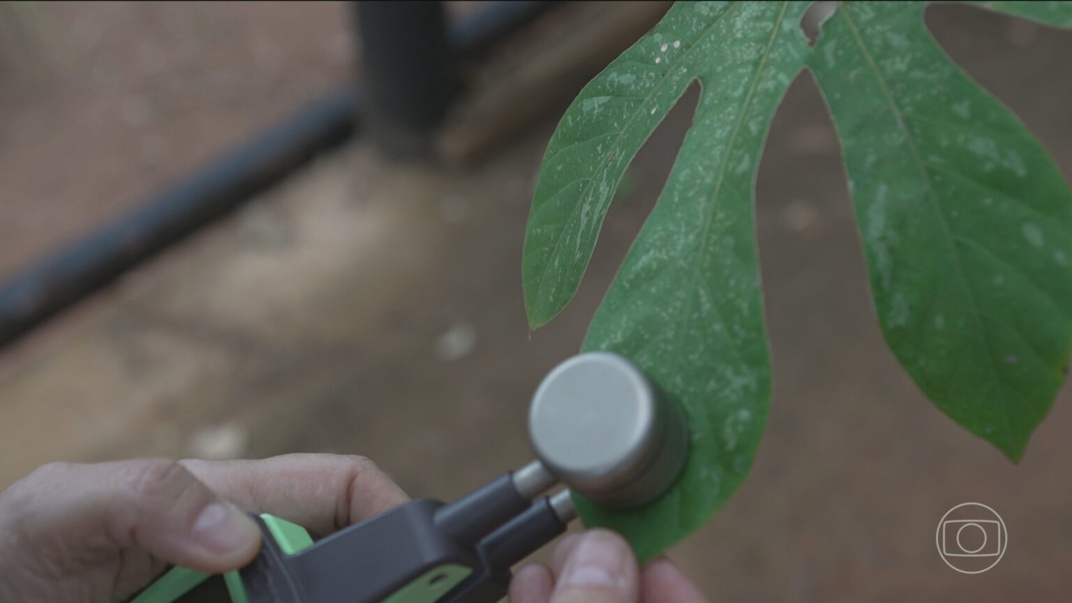 Plantas Nativas de Minas Gerais Podem Restaurar Terrenos Atingidos por Rejeito de Minério Plantas Nativas de Minas Gerais Podem Restaurar Terrenos Atingidos por Rejeito de Minério