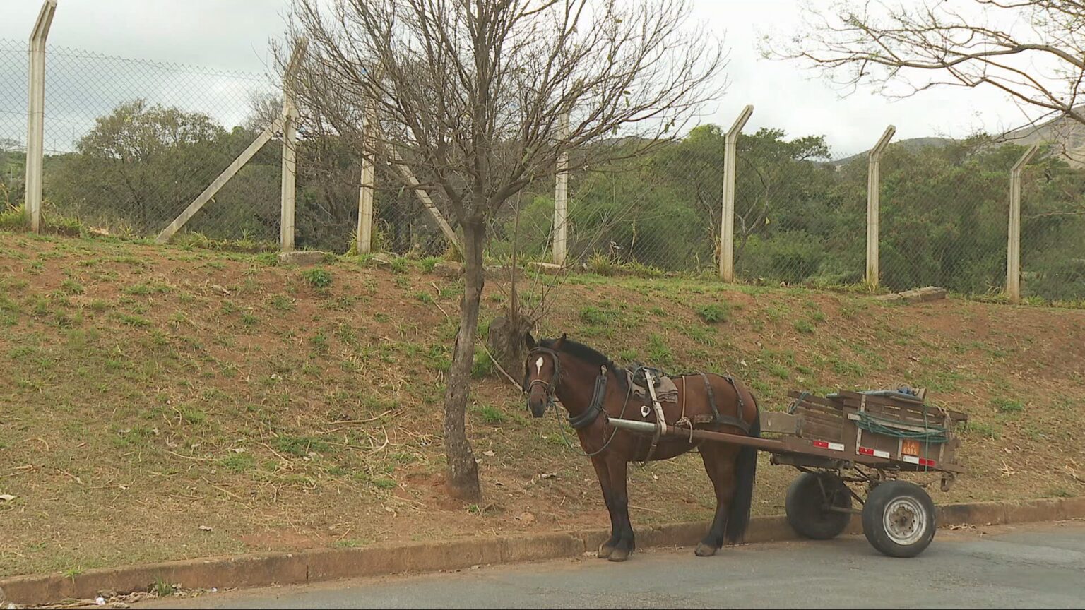 Proibição de Carroças em BH: Medida Começa a Valer com Multas Suspensas