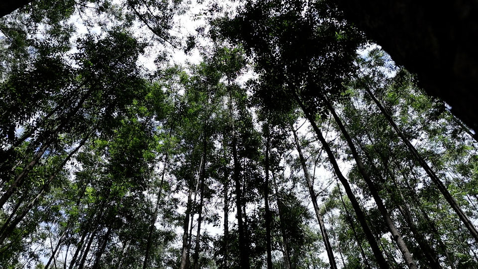 Silvicultura: Um Pilar da Produção na Agroindústria Brasileira Silvicultura: Um Pilar da Produção na Agroindústria Brasileira