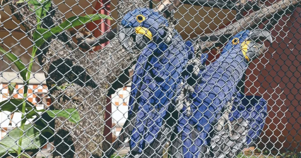 Zoológico de Belo Horizonte Celebra 67 Anos com Atividades Especiais nas Férias