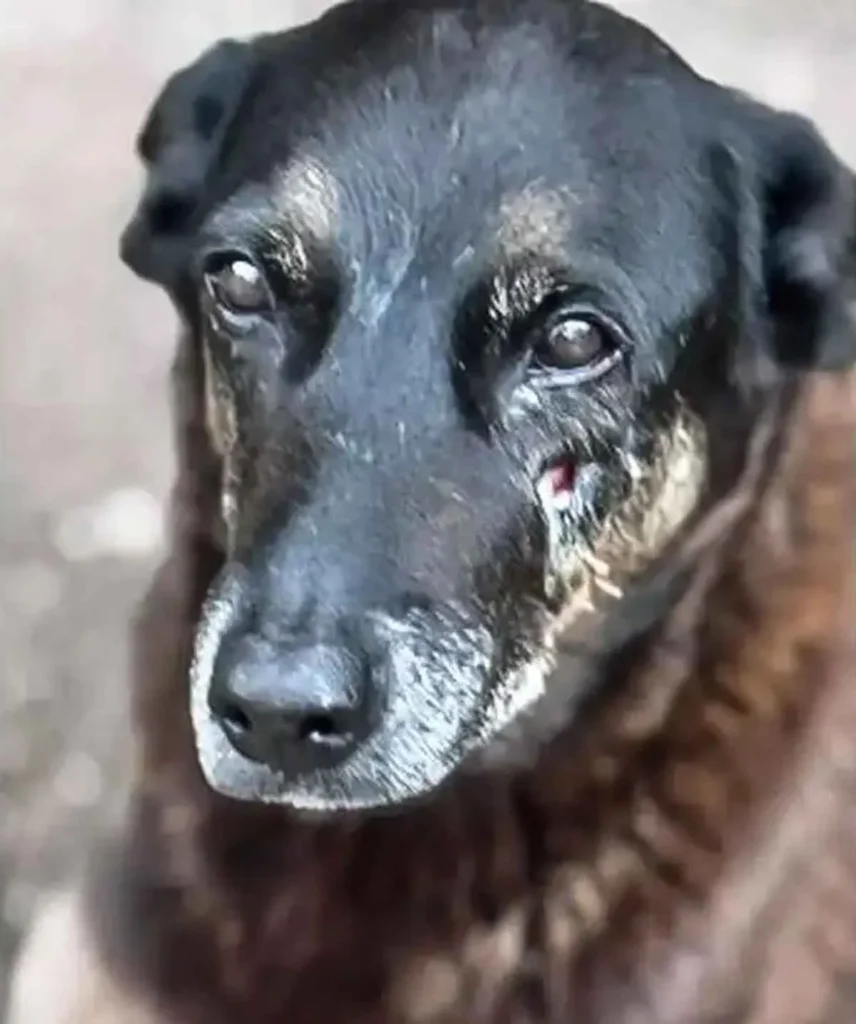 Maus-Tratos a Animais em Minas Gerais: Crescimento Alarmante de Casos