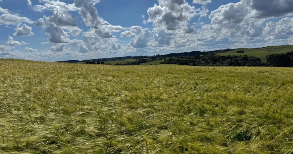 Ambev Lança Nova Política para Fomentar a Produção de Cevada no Sul do Brasil