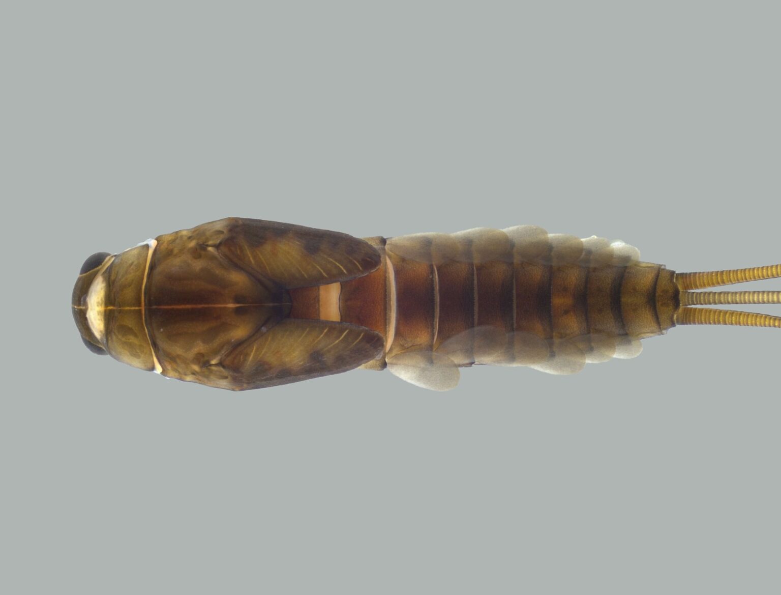 Descoberta de Novas Espécies de Insetos Aquáticos em Minas Gerais: Um Novo Marco Científico