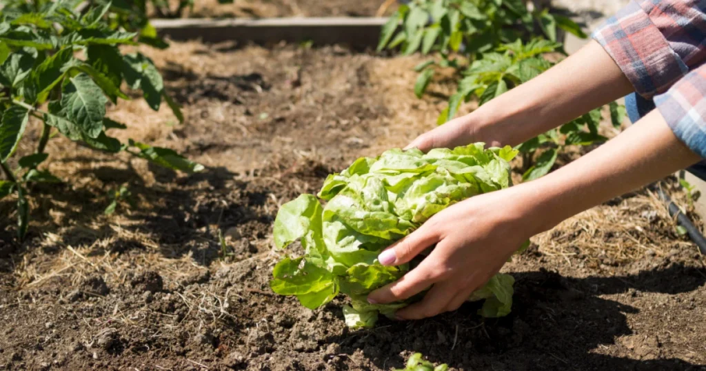 Horta em Casa: Saúde, Economia e Sustentabilidade ao Seu Alcance Horta em Casa: Saúde, Economia e Sustentabilidade ao Seu Alcance