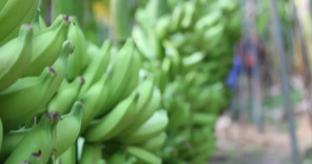 Importação de Banana do Equador: Setor Alerta para Riscos no Brasil