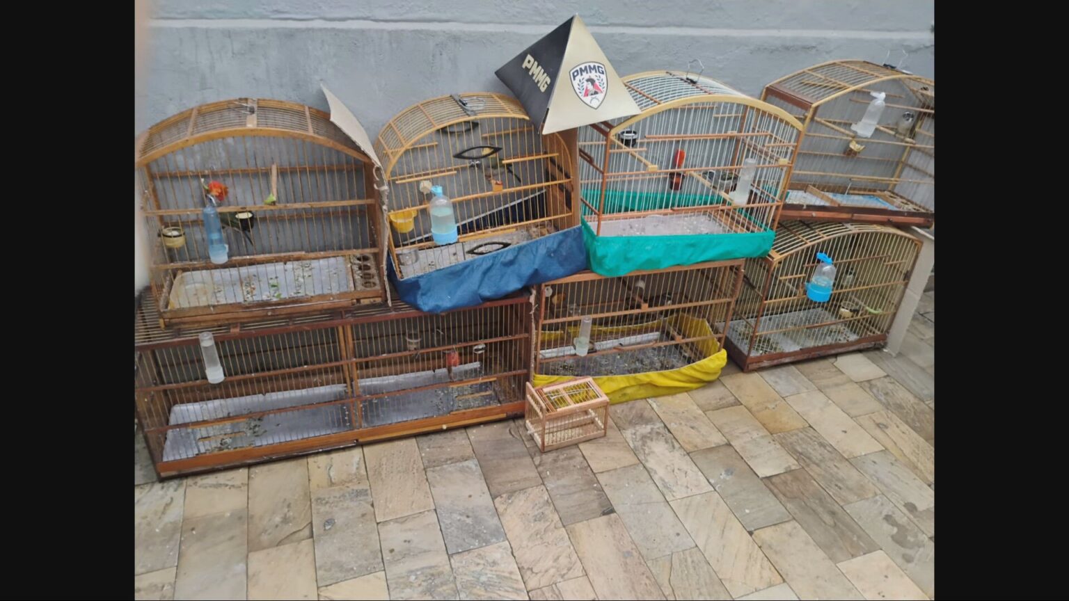 PM Realiza Operação e Prende 13 Pessoas por Tráfico de Aves Silvestres na Grande BH PM Realiza Operação e Prende 13 Pessoas por Tráfico de Aves Silvestres na Grande BH