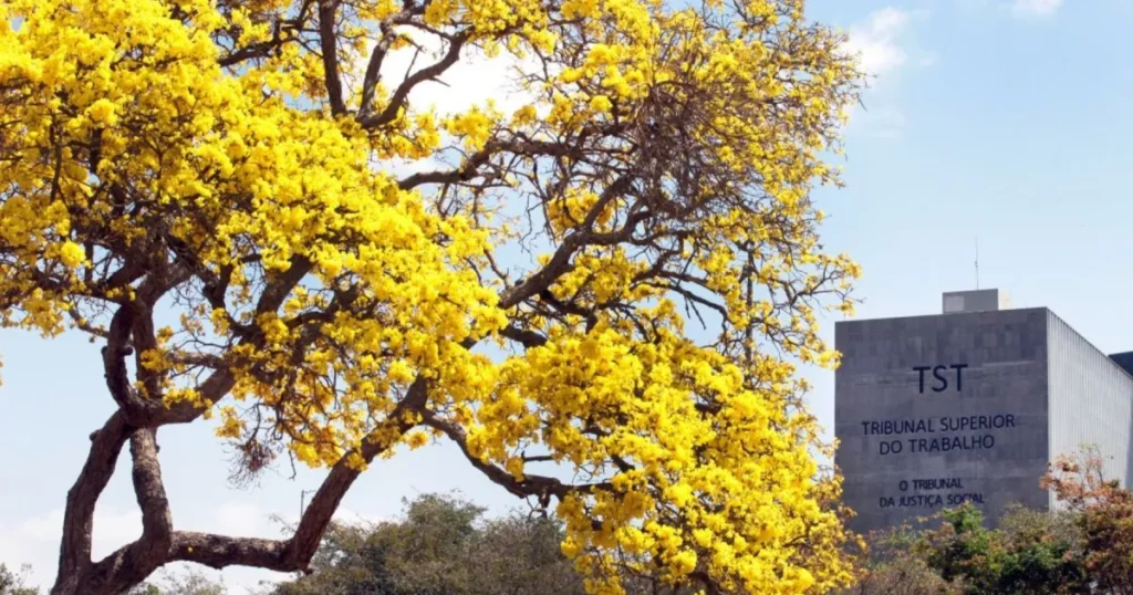 TST Suspende Penhora de 30% do BPC de Idosa em Decisão Importante