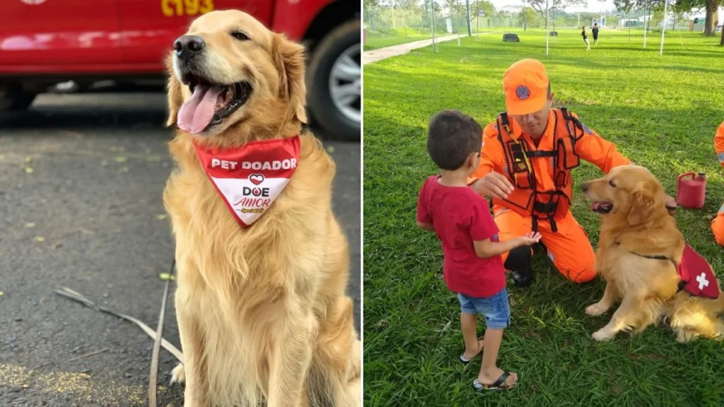 Adeus, Thor: O Cão Herói dos Bombeiros Que Deixou um Legado de Amor e Solidariedade