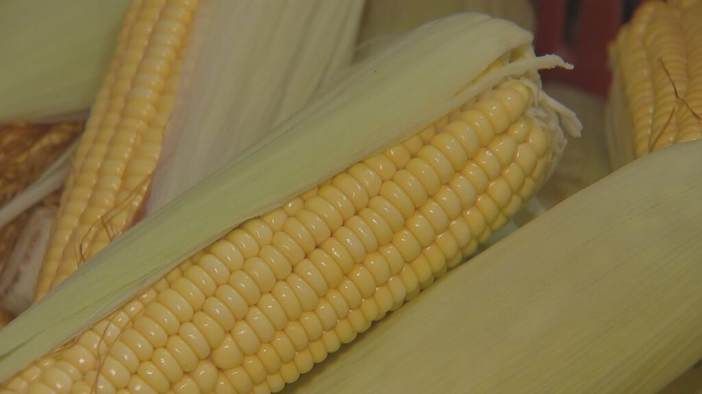 Da Espiga à Pamonha: Capela do Alto Preserva Tradição e Gera Renda com o Cultivo do Milho