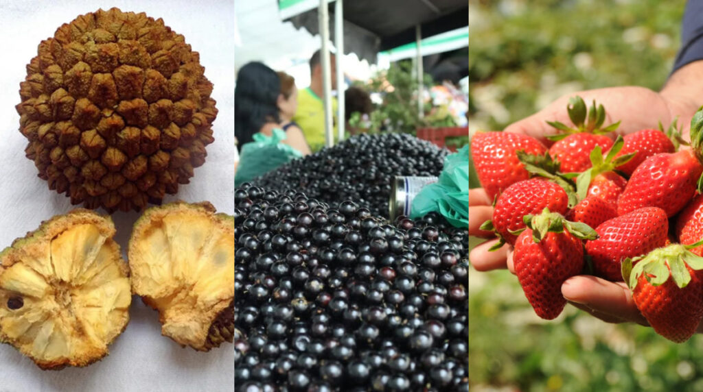 Delícias Frutais: Os Melhores Festivais de Frutas em Minas Gerais