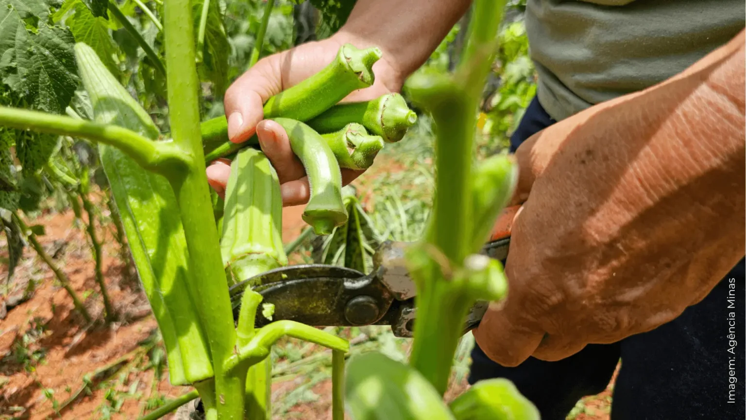 Desafios para o Desenvolvimento dos Vales do Jequitinhonha e Mucuri: FJP Apresenta Análise Aprofunda