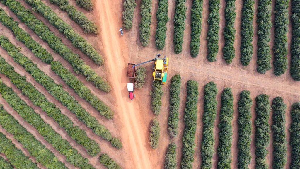 Dia do Café: Grãos Sustentáveis de Minas Gerais Conquistam Mercados Internacionais
