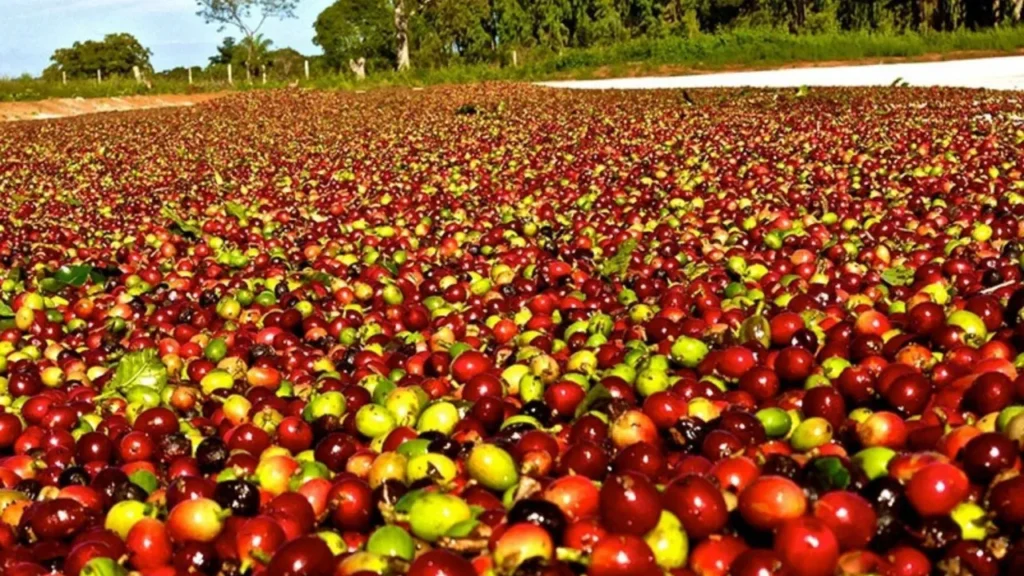 Exportações do Agronegócio Mineiro Sofrem Recuo de 13,6% no Início de 2026