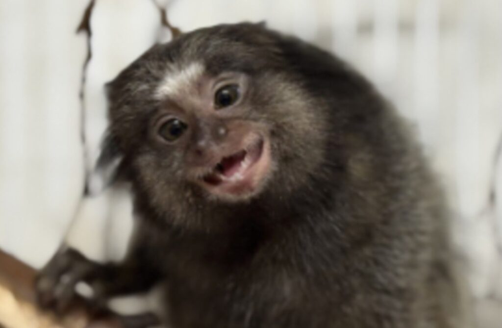 Minas Gerais: 5 mil Animais Silvestres São Devolvidos à Natureza Anualmente