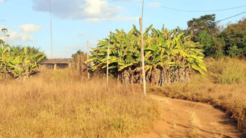 Minas Gerais é o Destino Preferido para Compra de Terras Rurais no Brasil