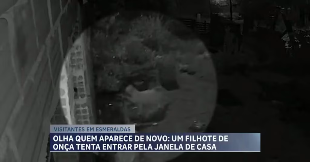 Onça é Vista Novamente em Quintal de Casa em Esmeraldas, Grande BH