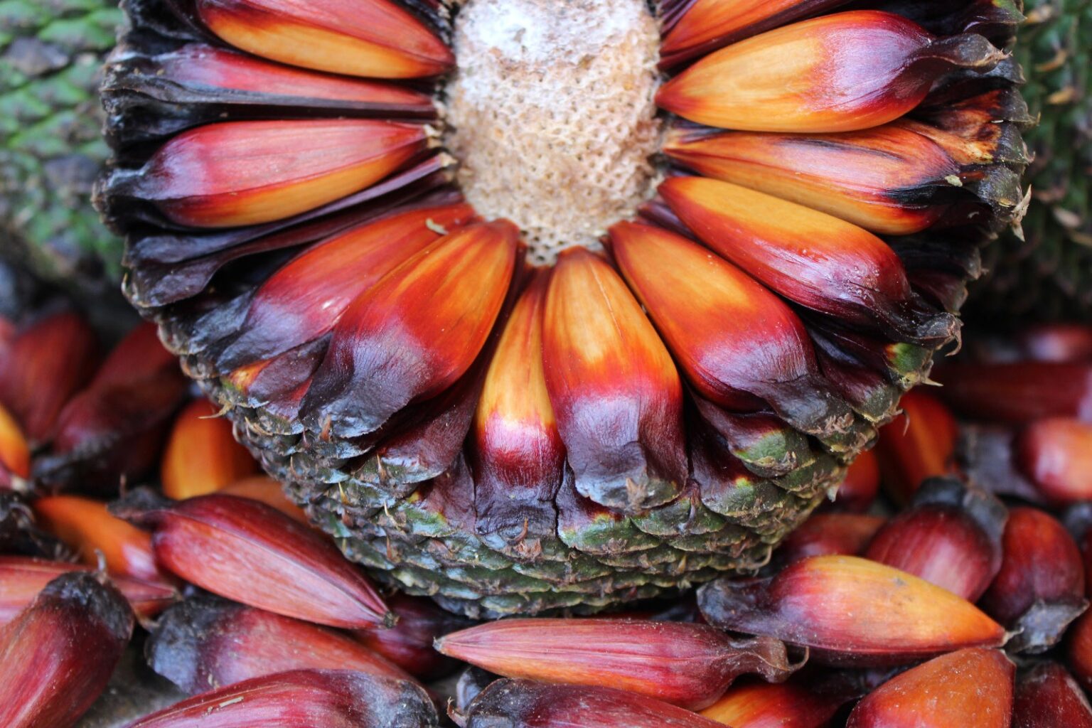 Pinhão: Da Tradição Indígena à Alta Gastronomia em Cunha Pinhão: Da Tradição Indígena à Alta Gastronomia em Cunha