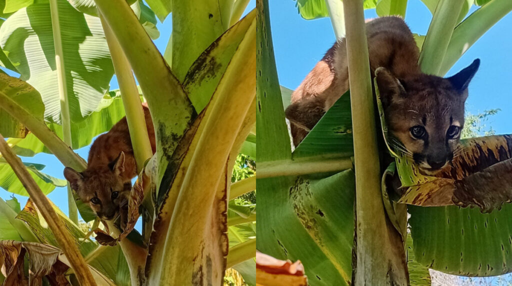 Resgate Inusitado: Filhote de Onça-Parda Encontrado em Bananeira em Minas Gerais Resgate Inusitado: Filhote de Onça-Parda Encontrado em Bananeira em Minas Gerais