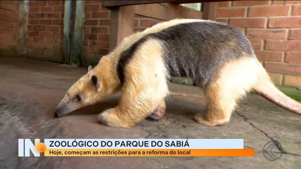 Transferência de Animais do Parque do Sabiá para o Rio de Janeiro: Entenda a Motivo Transferência de Animais do Parque do Sabiá para o Rio de Janeiro: Entenda a Motivo