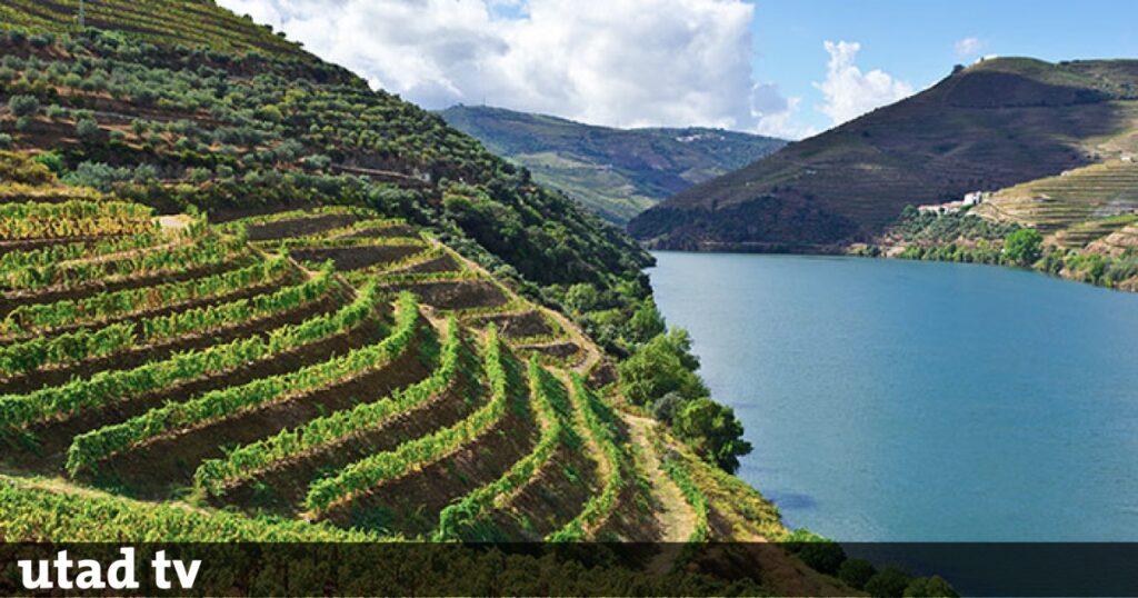 UTAD Impulsiona Sustentabilidade no Setor Vinícola: Confira o Projeto StrengthS4WineChaiN