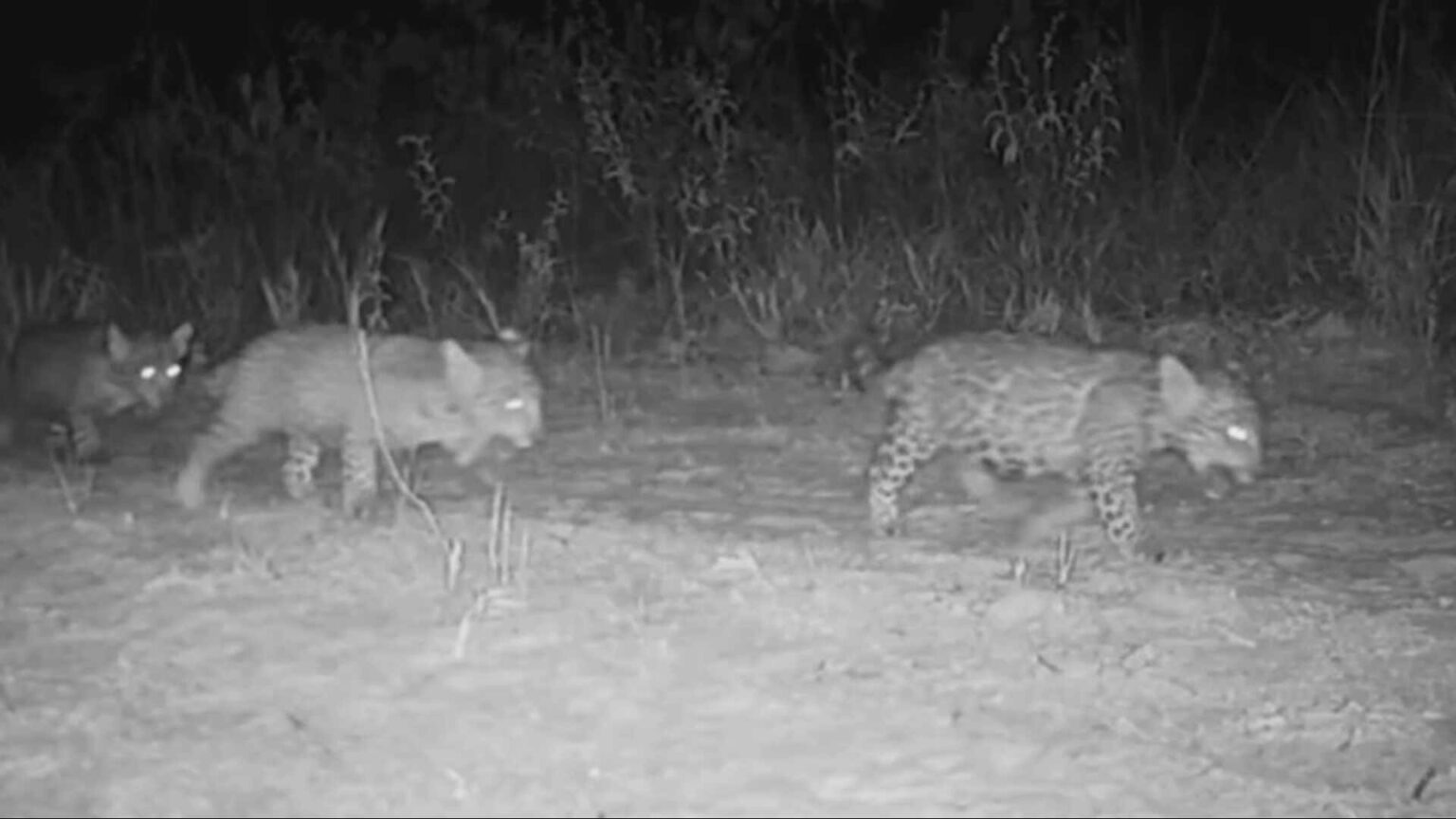 Votação Popular Decide Nomes de Trigêmeos de Onça-Pintada em Minas Gerais