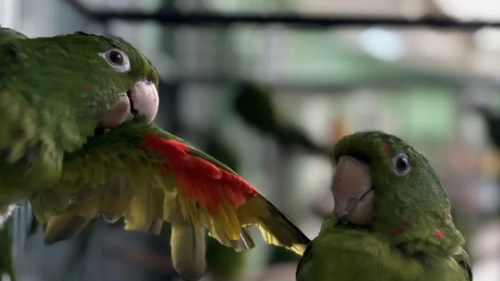 Nova Regulação do IEF para Fauna em Cativeiro em Minas: Segurança e Controle Reforçados