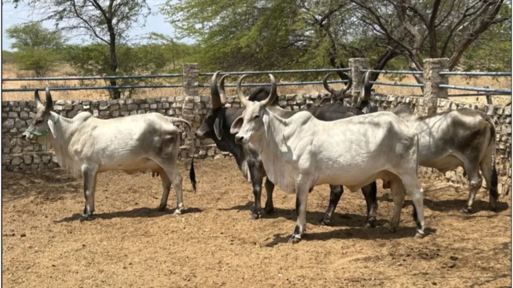 Oscilações nos Preços do Setor Agropecuário no Brasil: Análise Abrangente
