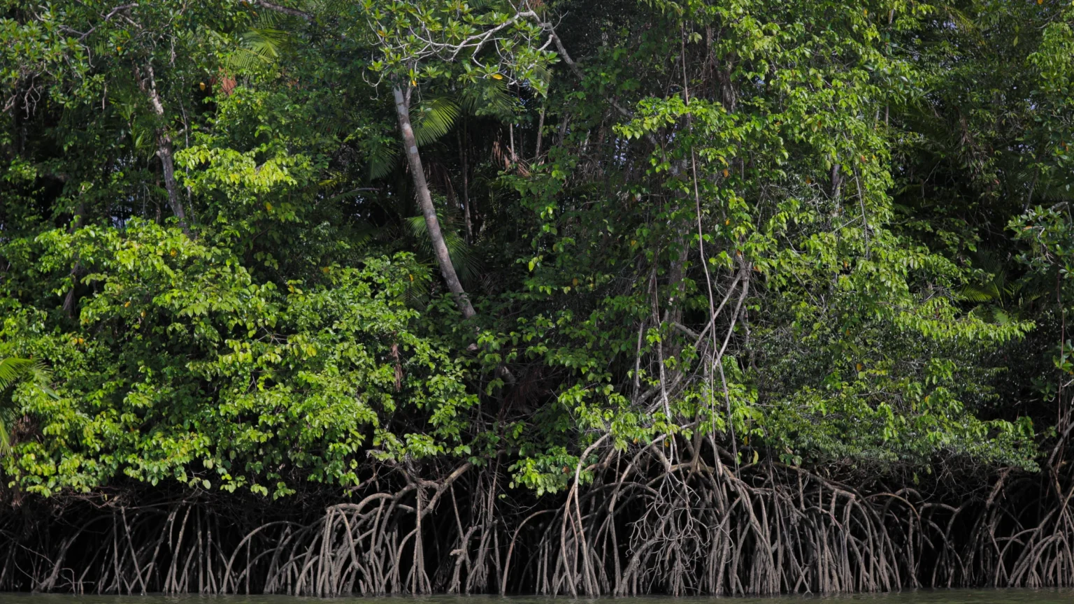 Carbono Azul: O Papel Essencial do Oceano na Luta Contra as Mudanças Climáticas