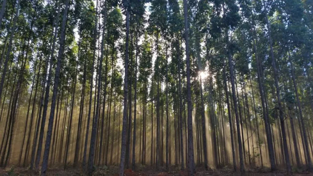 Florestas pensadas: Minas Gerais no centro da economia verde em 2024