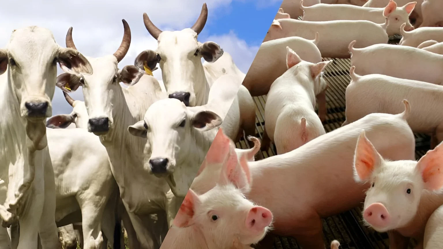 Custos de Suínos e Bovinos em Minas Gerais: Entenda as Pressões na Produção Agropecuária