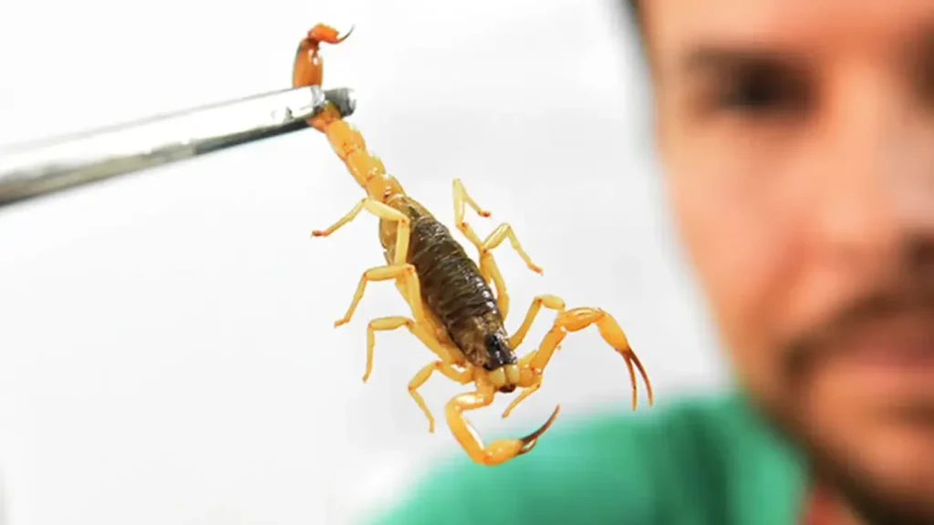 Picada de Escorpião: Minas Gerais Entre os Estados com Maior Risco em 2026